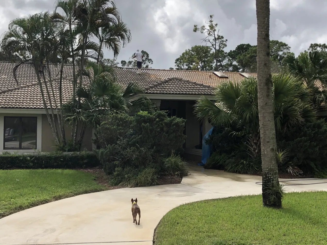 Soft-wash roof cleaning - flat tile roof, Paddock Park, Wellington, FL